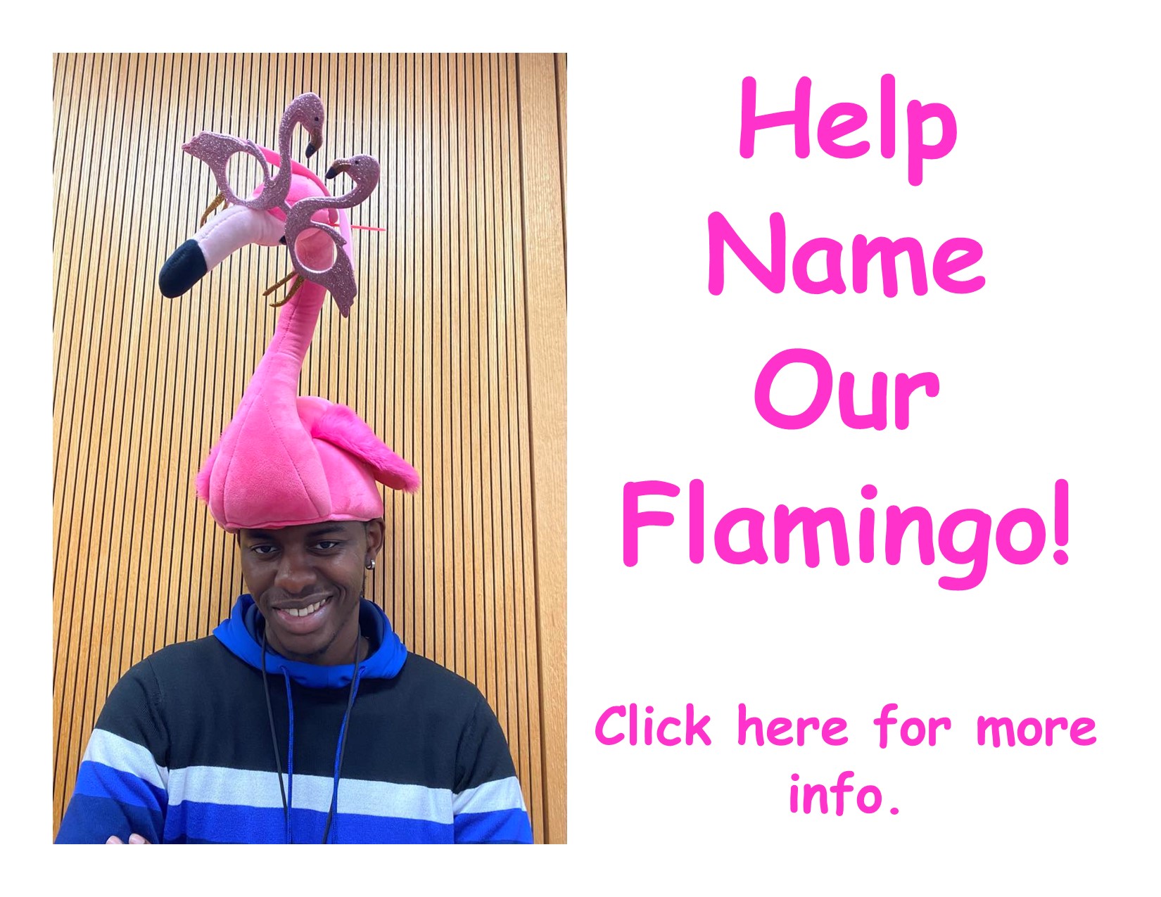 flamingonamingcontest2.jpg